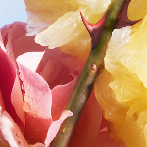 Guerlain La Petite Robe Noire Eau de Toilette Vaporizador 100 ml