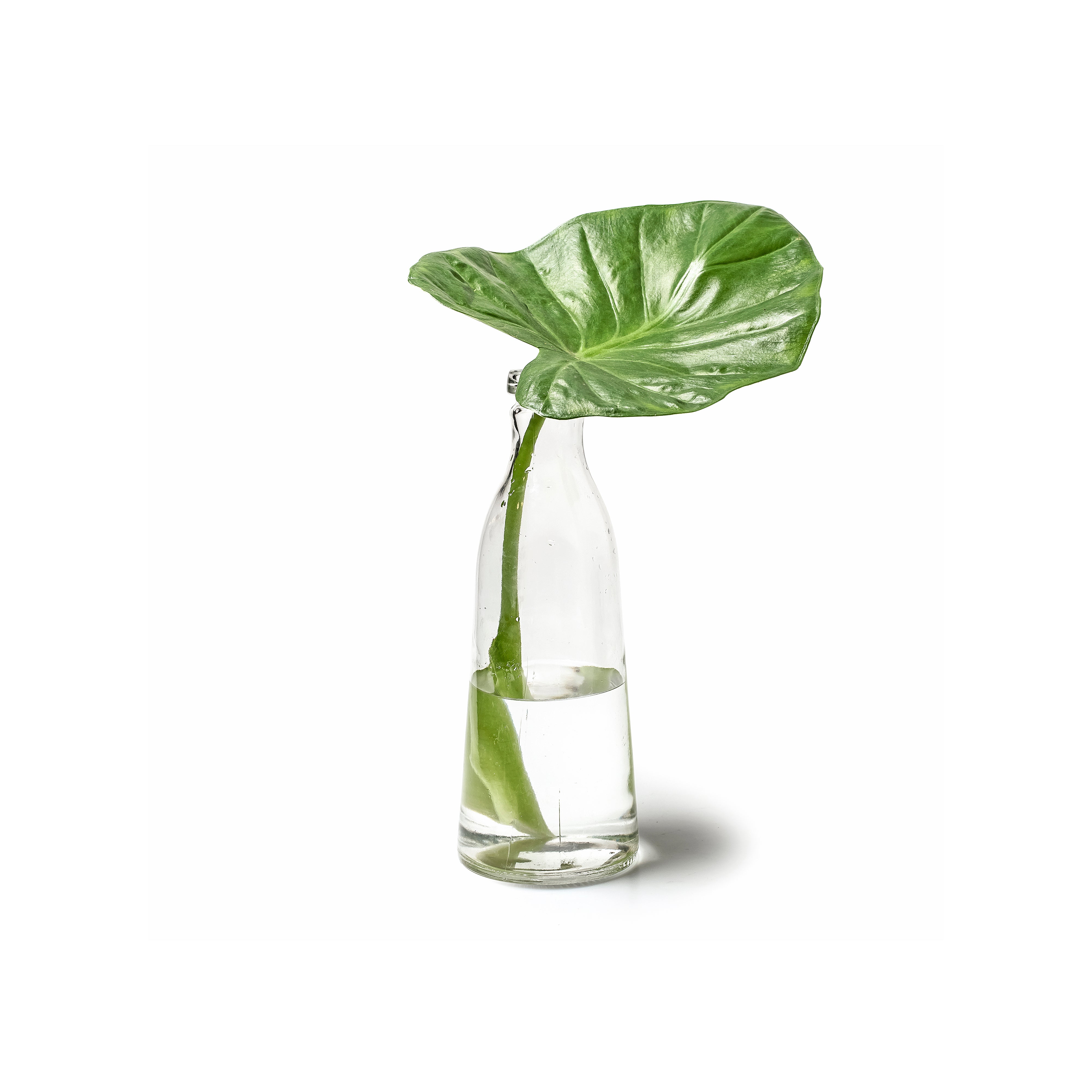 Garrafa de Vidro 27 cm Milly